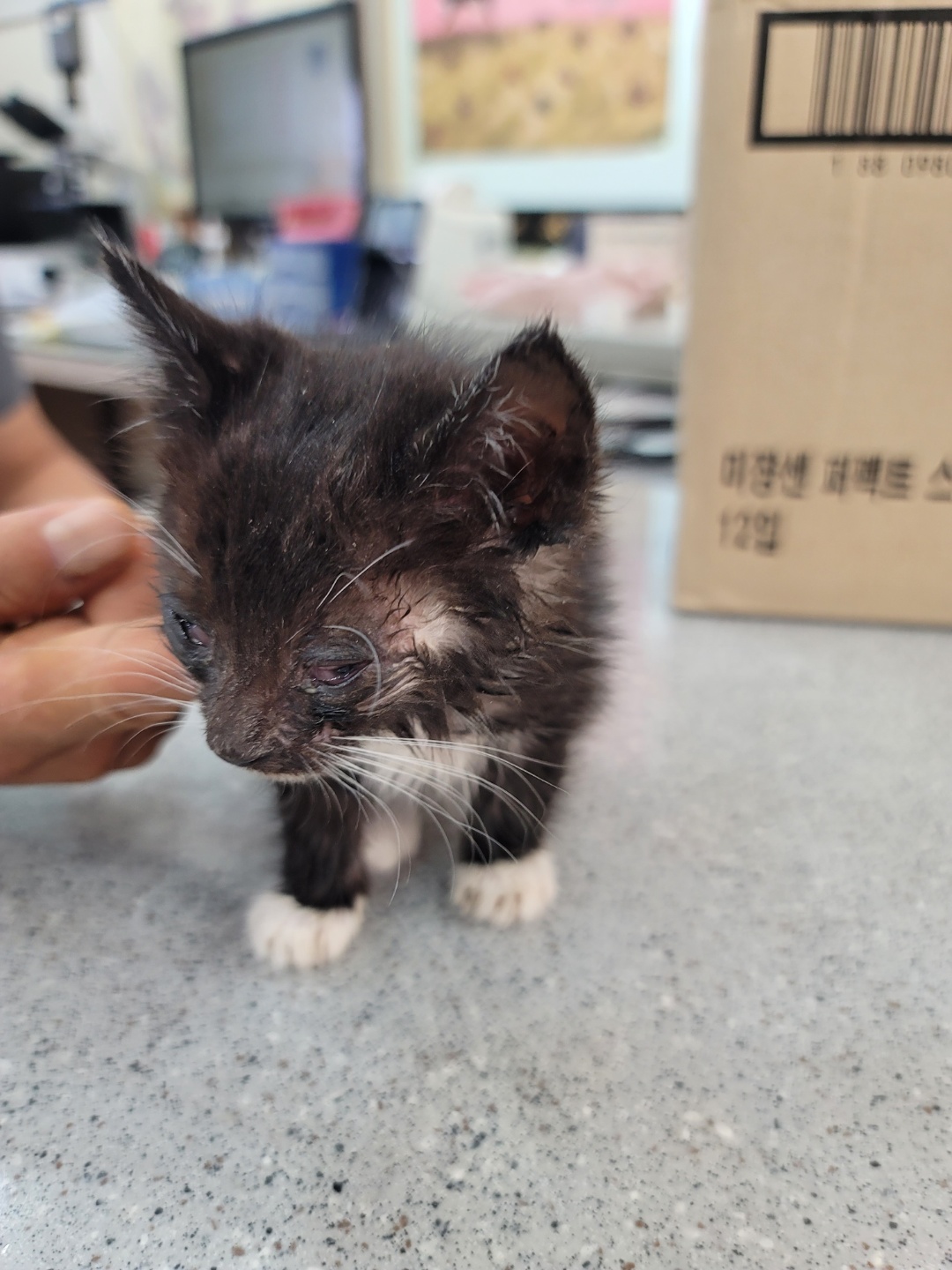 한국 고양이 이미지 파일 입니다.